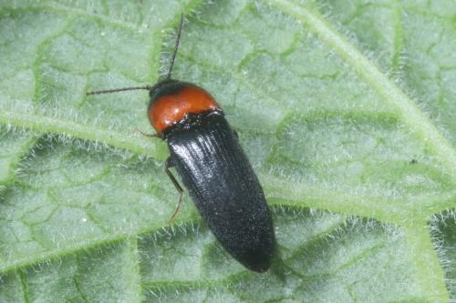 Ampedus sinuatus